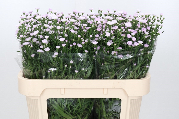 Aster Baby Pink Pearl