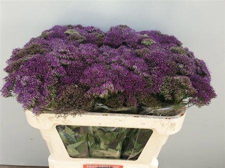 <h4>Trach [bram Prins] Pu Lake Michig</h4>