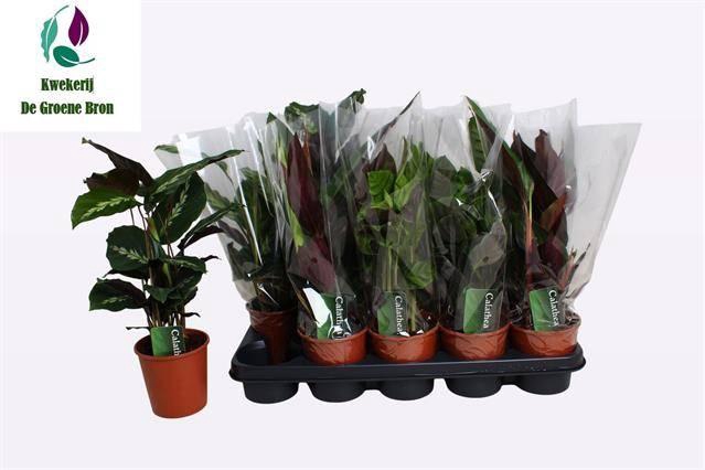 <h4>CALAT GEM 4 SRT</h4>