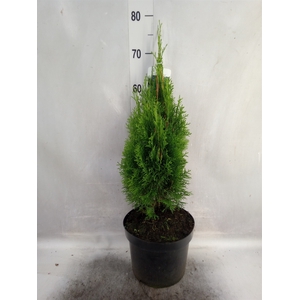 Thuja occid. 'Smaragd'