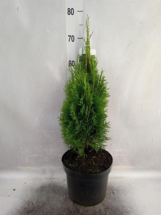 <h4>Thuja occid. 'Smaragd'</h4>