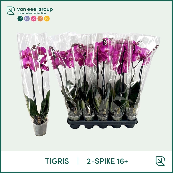 <h4>PHAL OV ROZE</h4>