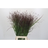 Panicum Warrior