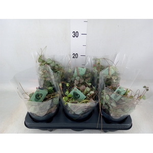 Ceropegia woodii ssp. woodii