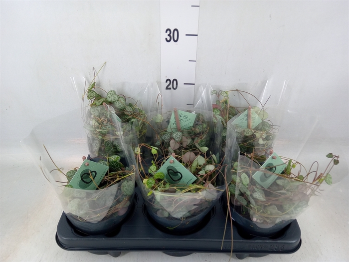 <h4>Ceropegia woodii ssp. woodii</h4>