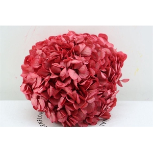 Pres Hydrangea Xl Red Pcs