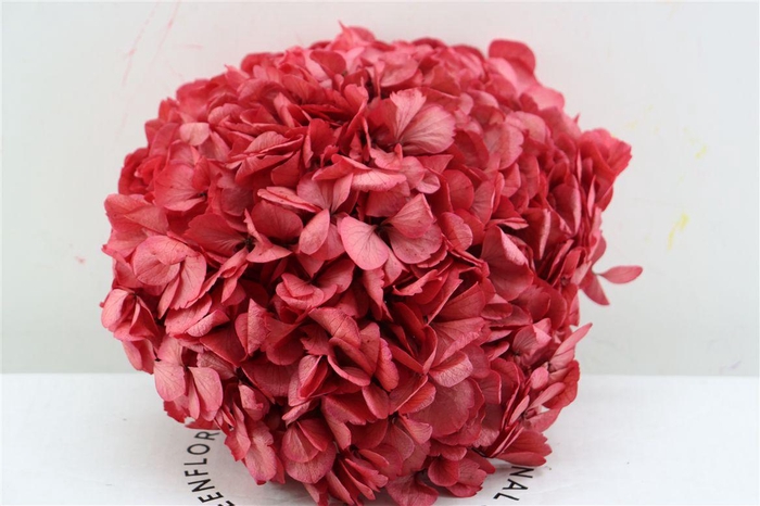 <h4>Pres Hydrangea Xl Red Pcs</h4>