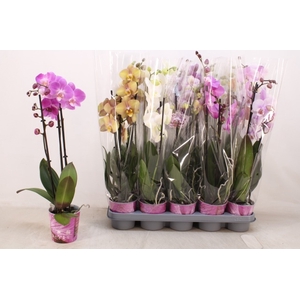 PHAL GEM 5 KL