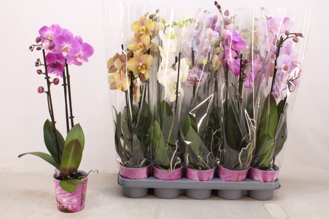<h4>PHAL GEM 5 KL</h4>