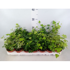 Hedera   ...mix