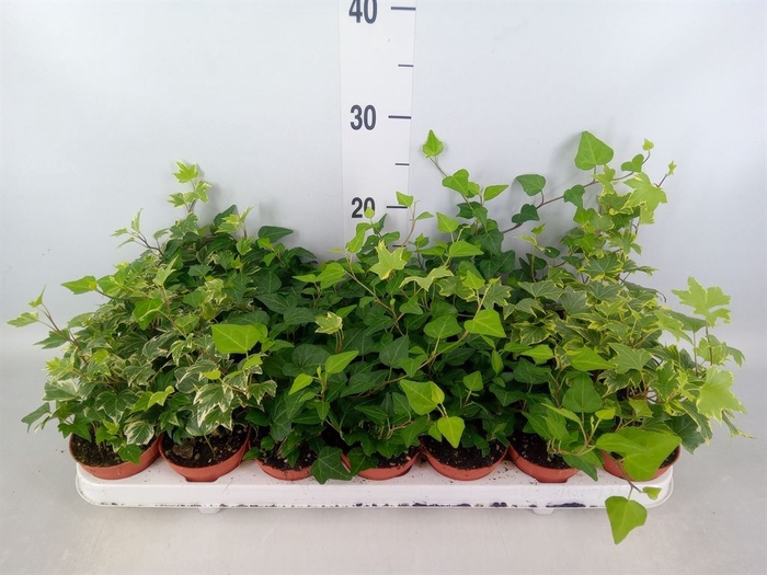 <h4>Hedera   ...mix</h4>
