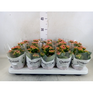 Kalanchoe  'RoseFlow Audrey'
