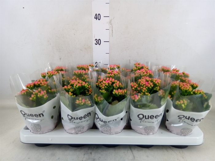 <h4>Kalanchoe  'RoseFlow Audrey'</h4>
