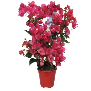 BOUGAINV DANIA