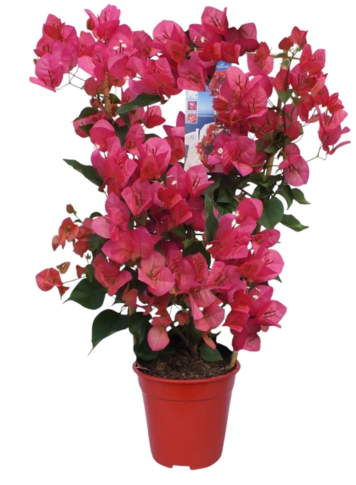 <h4>BOUGAINV DANIA</h4>