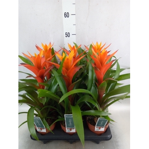 Guzmania  'Variada'