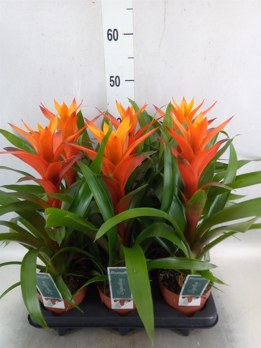 <h4>Guzmania  'Variada'</h4>