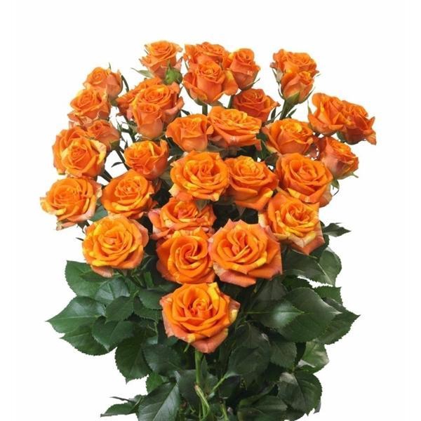 <h4>Rosa TR 'Smashing' BRAAM</h4>