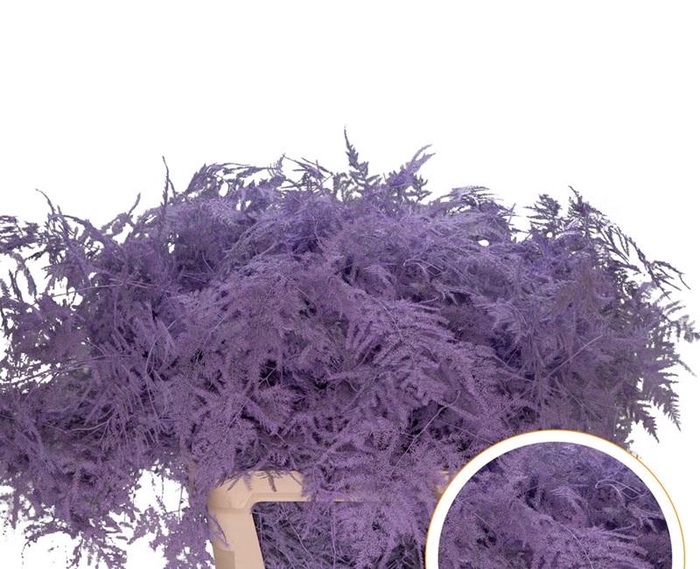 <h4>Asparagus L.Getopt Milka X50</h4>