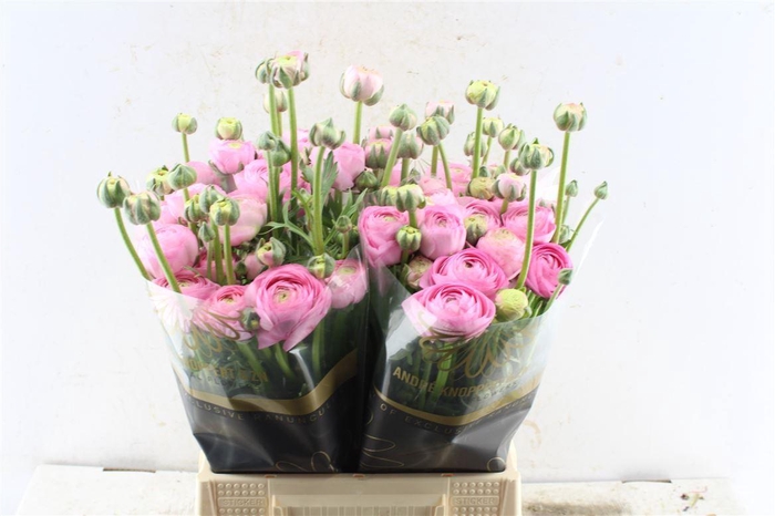 <h4>Ran El Pink</h4>