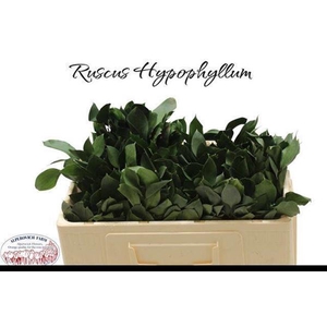 RUSCUS HYPOPHYLLUM