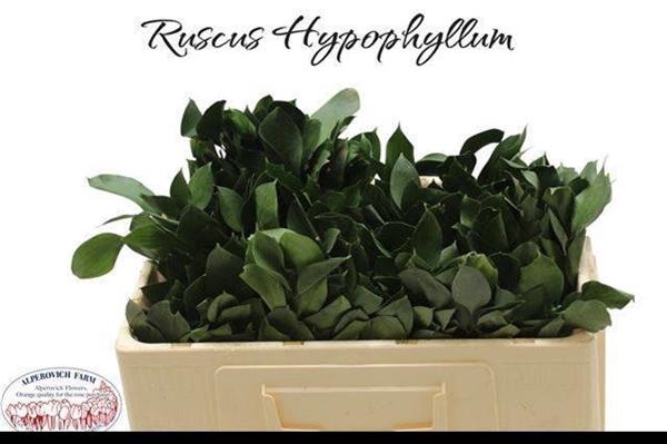 <h4>RUSCUS HYPOPHYLLUM</h4>
