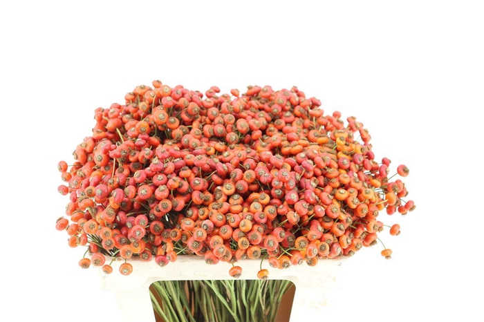 <h4>Rosa Magical Fantasy 50cm</h4>