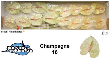 <h4>Anth Champagne</h4>