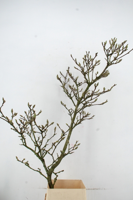 MAGNOLIA GRILLIG PER STEM 180CM
