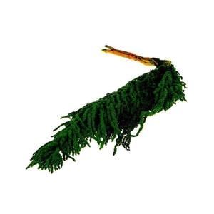 Bunch Amaranthus Caud. Pres 5pcs L90