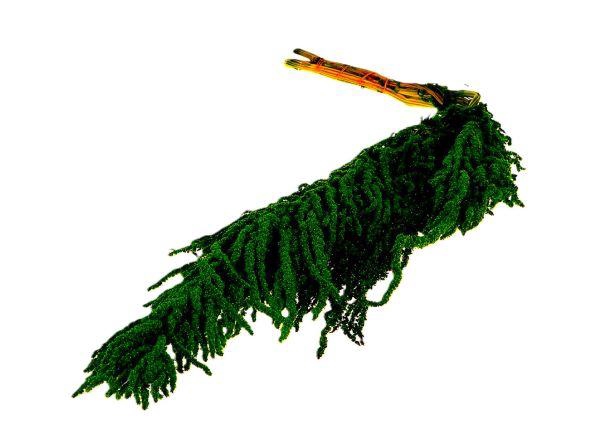 Bunch Amaranthus Caud. Pres 5pcs L90