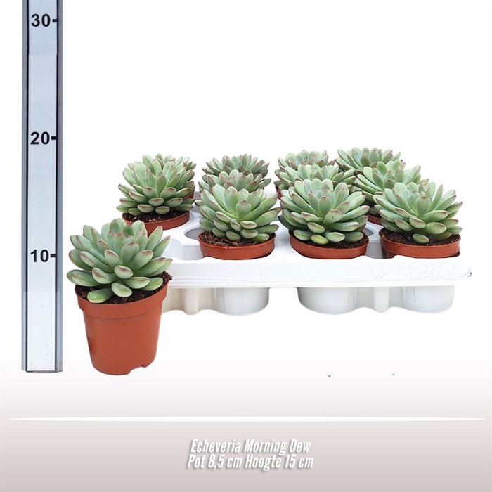 <h4>Echeveria overig</h4>