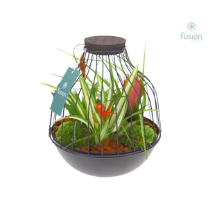 Vogelkooi metaal zwart Large met Bromelia