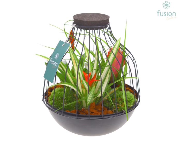 <h4>Vogelkooi metaal zwart Large met Bromelia</h4>