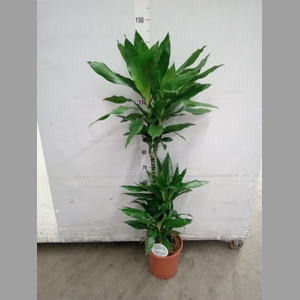 Dracaena fr de 'Janet Lind'