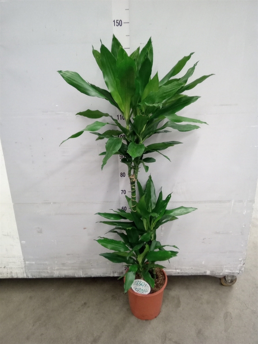 <h4>Dracaena fr de 'Janet Lind'</h4>