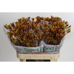 Kangaroo Paw Gold Fever