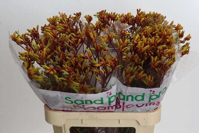 <h4>Anigozanthos Gold Fever</h4>
