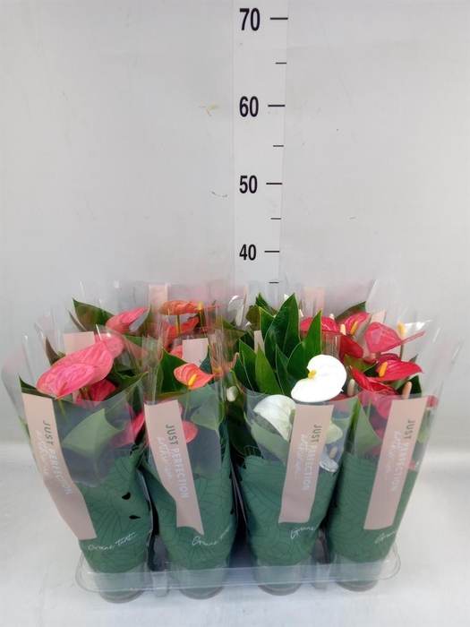 <h4>Anthurium   ...mix</h4>