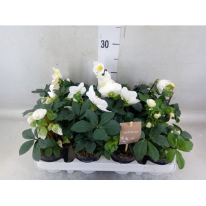 Helleborus niger 'Christmas Carol'