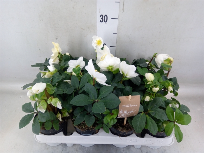 <h4>Helleborus niger 'Christmas Carol'</h4>