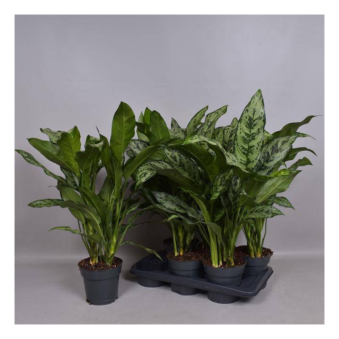 <h4>Aglaonema Romeo 17Ø 50cm 2pp</h4>
