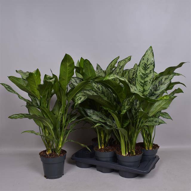 Aglaonema Romeo 17Ø 50cm 2pp