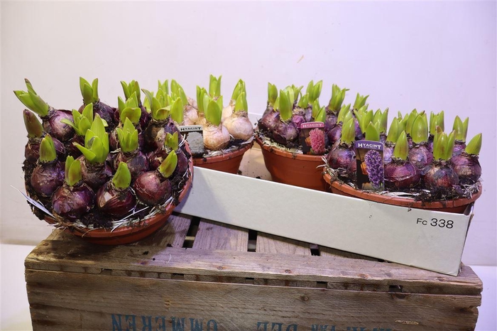 <h4>arr8 Hyacin Pear Gem 3 Kl</h4>