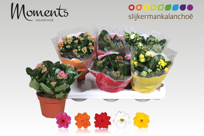 <h4>KAL GE GEM 5 KL</h4>