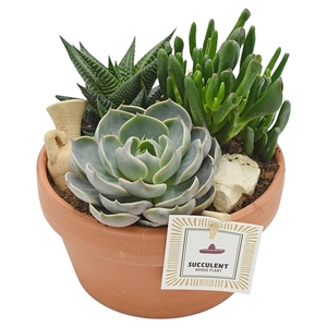 Arrangement Succulent in terracotta bowl 17 cm