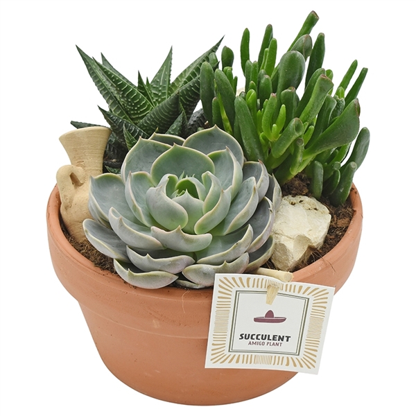 <h4>Arrangement Succulent in terracotta bowl 17 cm</h4>