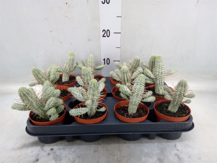 <h4>Euphorbia mammillaris</h4>