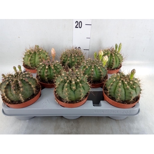 Gymnocalycium mihanov.   ...