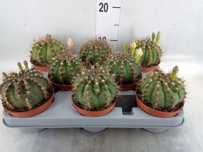 <h4>Gymnocalycium mihanov.   ...</h4>